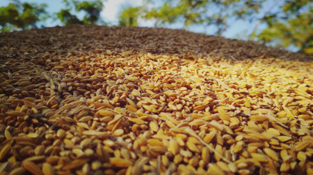 A closeup of a pile of paddy seeds in a fie captured during the daytimeの写真素材