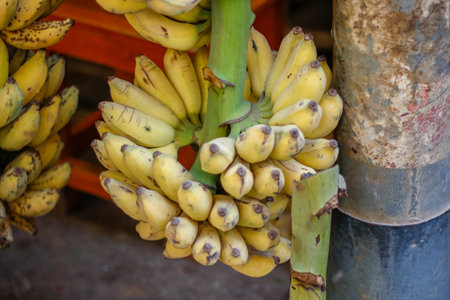 Fresh yellow bananas in an open-air marketの写真素材