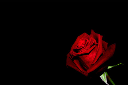 A closeup shot of a bright red rose on a black backgroundの写真素材