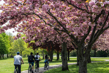 Bicyclists passing blooming cherry trees, Niagara, Canadaの写真素材