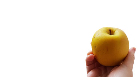 A hand holding a fresh yellow apple on a white backgroundの写真素材