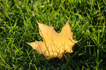 A closeup of the backlit Leaf on the grass field