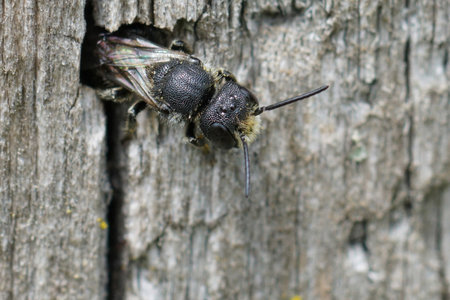 Partial dorsal close up of a large-headed resin bee , Heriades truncorum, peaking out of a hole in...