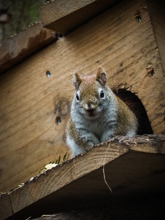 A vertical shot of a squirrel on treehouseの写真素材