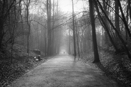A greyscale shot of a pathway in a forest on a foggy day during the daytime - mysterious