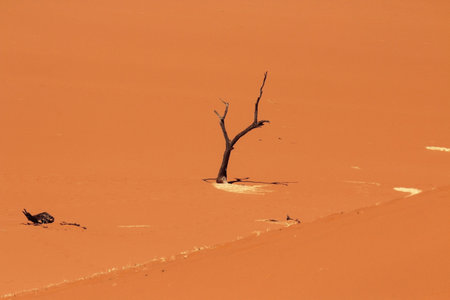 The well known Dead Vlei during a very hot sunny day after good rain in the Namib Desert in Namibの写真素材