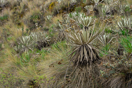 The shrubland on the hillの写真素材
