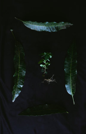 A top view closeup of five different-looking green leaves placed on a black clothの写真素材