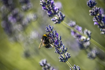 A closeup shot of a bee on a blooming lavender flower collecting a pollen