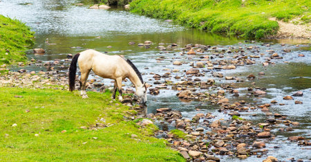 A view of a horse freely drinking water from the riverの写真素材
