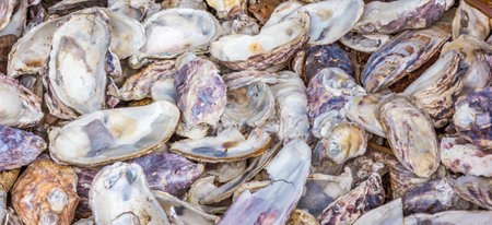 A closeup shot of a lot of oyster shellsの写真素材