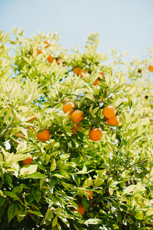 A vertical closeup shot of a plant of tangerines under the sunlightの写真素材