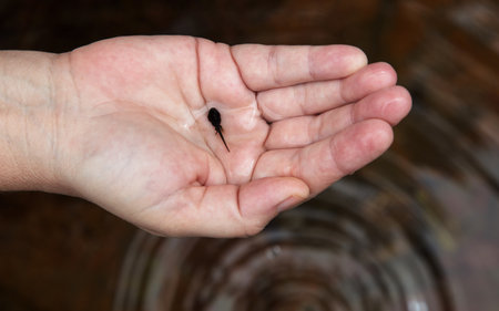 A top view of a tadpole on a woman's palm on a blurred backgrounの写真素材