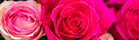 A closeup of pink roses for valentines day - great for wallpaper of backgroundの写真素材