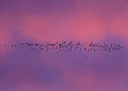 A low angle shot of birds with a colorful sunset sky in the backgroundの写真素材