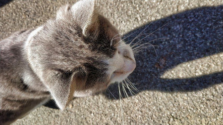 A top view of a fluffy gray head cat in sunlight