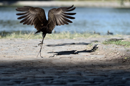 limpkin (Aramus guarauna) taking off  in a public park in Buenos Airesの写真素材