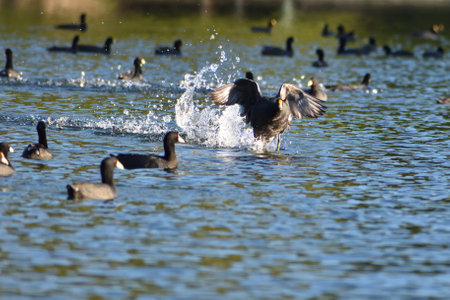 white-winged coot (Fulica leucoptera) running on the water, seen in Buenos Airesの写真素材