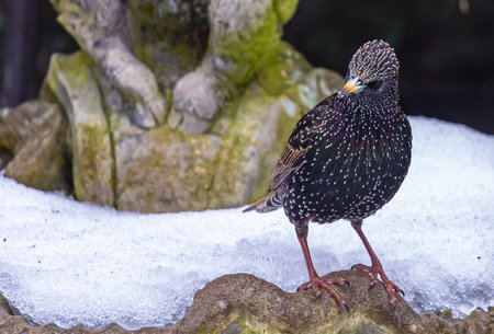 A closeup shot of common starling on snowy natureの写真素材