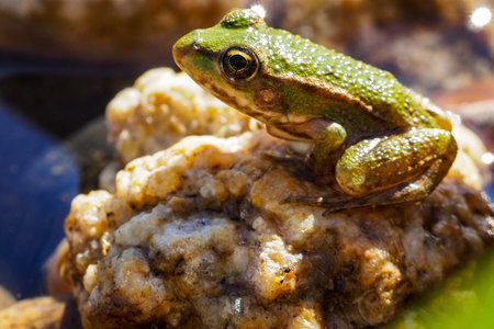 A closeup shot of a little frogの写真素材