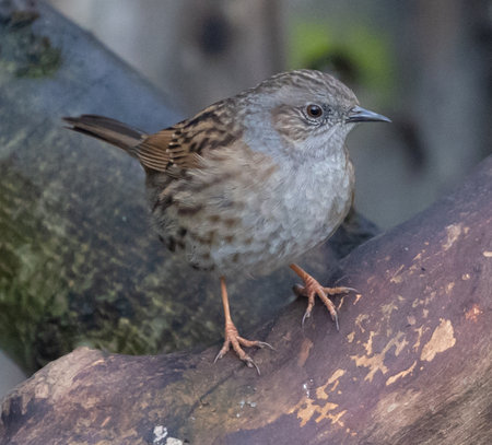 A selective focus shot of accentor on treeの写真素材