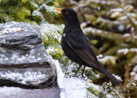 A selective focus shot of a blackbird in snowy natureの写真素材