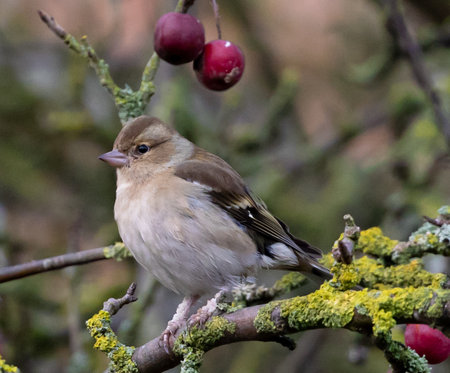 A selective focus shot of a finch perched on a tree branchの写真素材