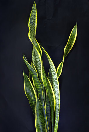 A vertical closeup shot of green dracaena trifasciata plant on a black backgroundの写真素材