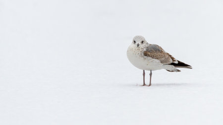 A common gull standing on the snowの写真素材