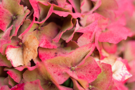 A closeup shot of the exotic pink blossoms with small petalsの写真素材