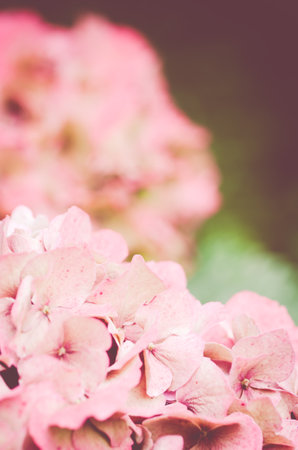 A vertical shot of the exotic pink blossoms captured in a flower gardenの写真素材