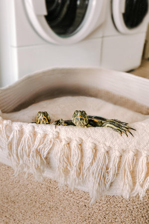 A vertical shot of two water turtles wrapped in fabricの写真素材