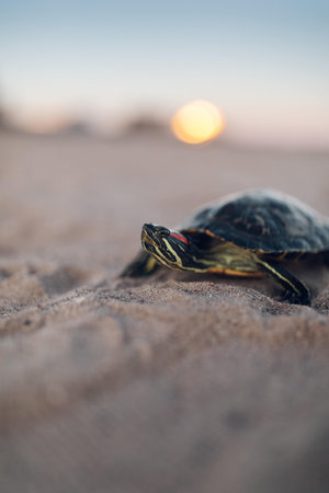 A shallow focus of a small water turtle at the beachの写真素材