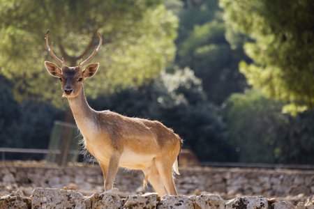 A selective focus shot of a deer in a zooの写真素材