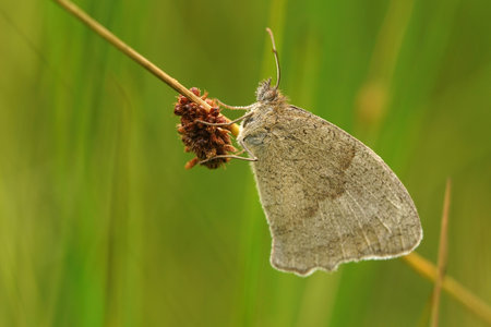 Close up of a meadow brown, Maniola jurtina hanging on grass, with closed wings and green background