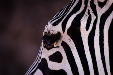 A closeup shot of a zebraの写真素材