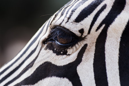 A closeup shot of a zebraの写真素材