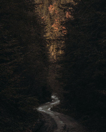 Narrow road through a forest in the mountainsの写真素材