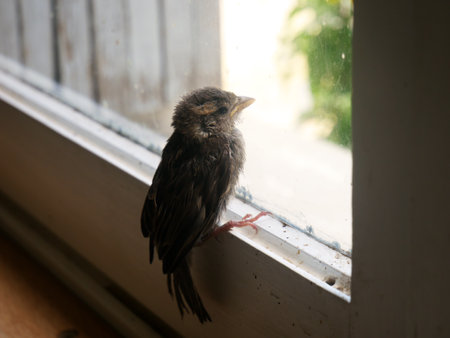 A closeup shot of a little sparrow sitting on the frame of a windowの写真素材