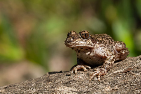 A shallow focus of a common midwife toad (Alytes obstetricans) on the barkの写真素材