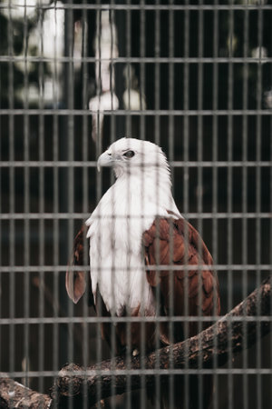A closeup vertical shot of a brahminy kite bird of prey behind cage bars in a zooの写真素材