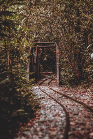 A vertical shot of a railway track surrounded by trees in a forestの写真素材