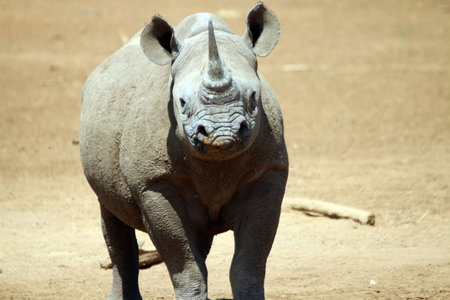 While taking photo's of other animals at a Private Game Reserve in Namibia a black rhino surprised...