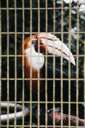 A closeup vertical portrait of a great hornbill bird behind cage bars in a zooの写真素材