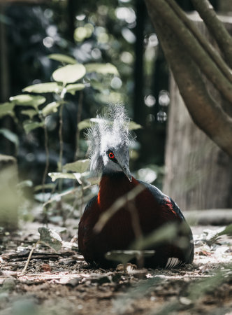 A closeup vertical shot of an exotic beautiful crowned pigeon in its natural habitat