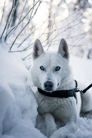 A portrait of a white shepherd sitting on the ground in a forest covered in the snowの写真素材