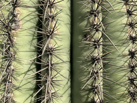 A closeup shot of the needles and thorns of giant old saguaro cactus in the Sonoran Desert of Arizonaの写真素材