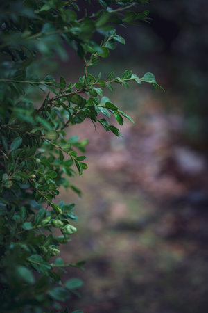 A vertical shot of green leaves on blurred backgroundの写真素材