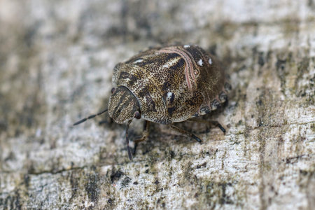Close up of a brown nymph of the turtle shieldbug,  Eurygaster testudinaria, on wood