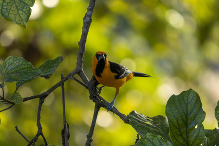 An Icterus pustulatus (streak-backed oriole) bird on the twigの写真素材